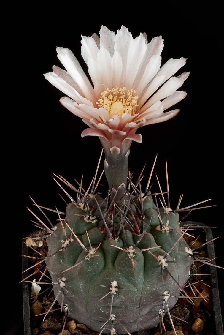 Gymnocalycium striglianum